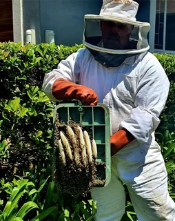 Bee Removal Specialist