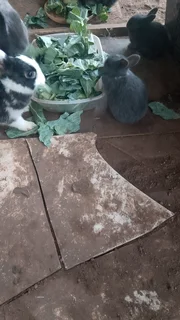 Baby rabbits