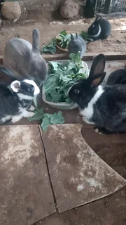 Baby rabbits