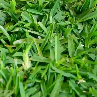 Kikuyu grass