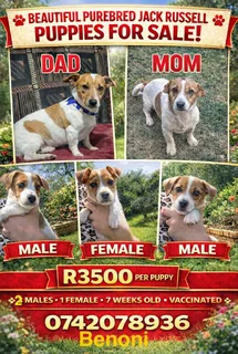 Jack Russell Puppies For Sale