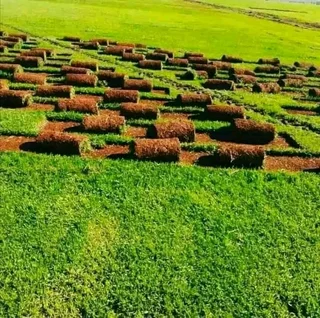 0737441851Get A Fresh, Lush Lawn Instantly with Our Installation Services as follows *✅Cinadon gras