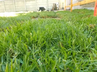 0754155940Get A Fresh, Lush Lawn Instantly with Our Installation Services as follows *✅Cinadon gras