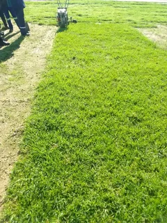 0754155940Get A Fresh, Lush Lawn Instantly with Our Installation Services as follows *✅Cinadon gras