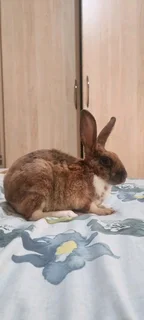 Mini rex rabbit