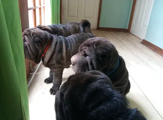 Adorable Sharpei puppies available CG