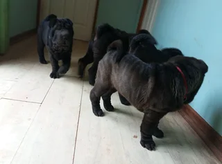 Adorable Sharpei puppies available CG