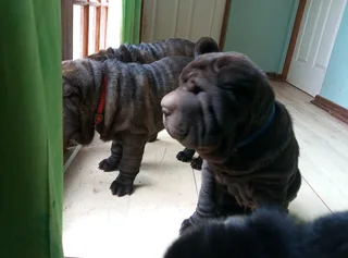 Adorable Sharpei puppies available CG