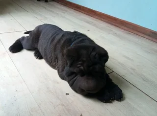 Adorable Sharpei puppies available CG