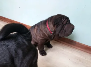 Adorable Sharpei puppies available CG