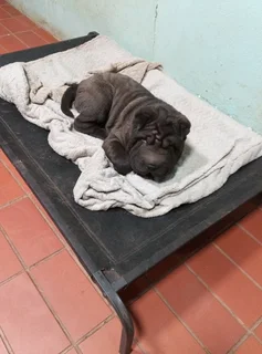 Adorable Sharpei puppies available CG