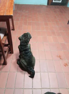 Adorable Sharpei puppies available CG