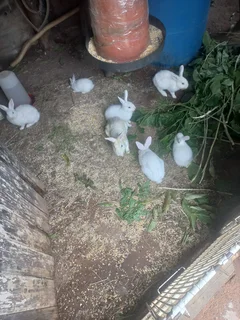 Rabbit Newzealand white