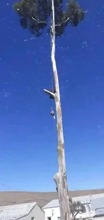 L M Tree  Felling And Garden Services