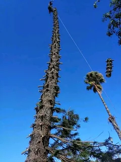 L M TREE FELLING AND GARDEN SERVICES