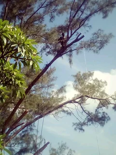 LM TREE FELLING AND GARDEN SERVICES