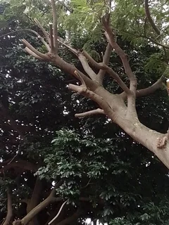 L M Tree Felling And Garden Services