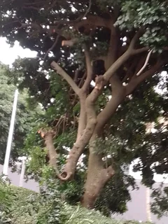 L M TREE FELLING AND GARDEN SERVICES 0728348818