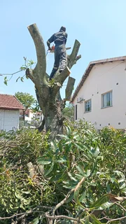 L M TREE FELLING AND GARDEN SERVICES