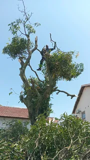 L M TREE FELLING AND GARDEN SERVICES
