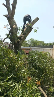 L M Tree Felling And Garden Services