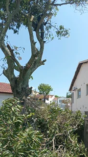 L M TREE FELLING AND GARDEN SERVICES