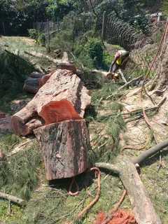 L M TREE FELLING AND GARDEN SERVICES