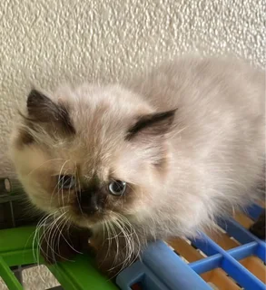 Himalayan Persian kitten