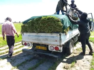 Kikuyu grass weed free deliver and install with top soil available fresh from the farm