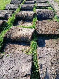 Fit and supply kiluyu grass fresh from the farm with top soil available