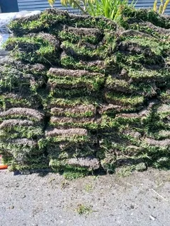 Fit and supply kiluyu grass fresh from the farm with top soil available