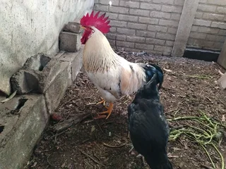 Rooster for sale