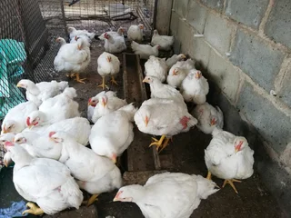 6 week old Broilers