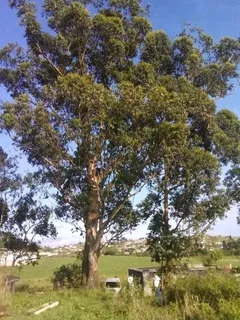 Tree felling services