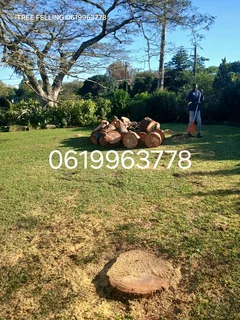 Tree felling services