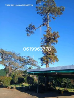 Tree felling services
