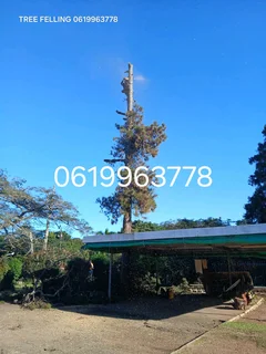 Tree felling services