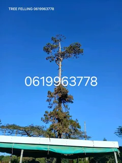 Tree felling services