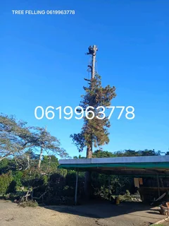 Tree felling services