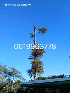 Tree felling services
