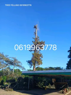 Tree felling services