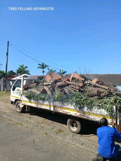 Tree felling services