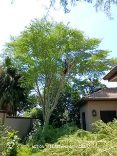 Tree felling services