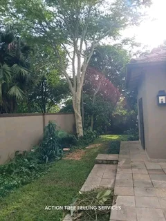 Tree felling services