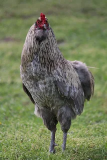 Easter Egger Roosters