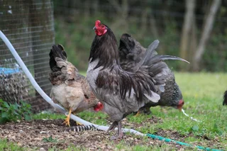 Easter Egger Roosters