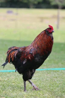 Easter Egger Roosters