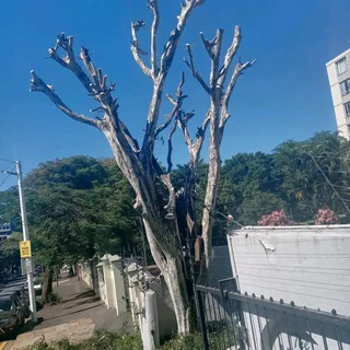 Tree felling and removal