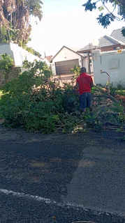 Gaza tree felling and removals
