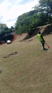 Gaza tree felling and removals